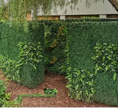 HedgeScape project 11
